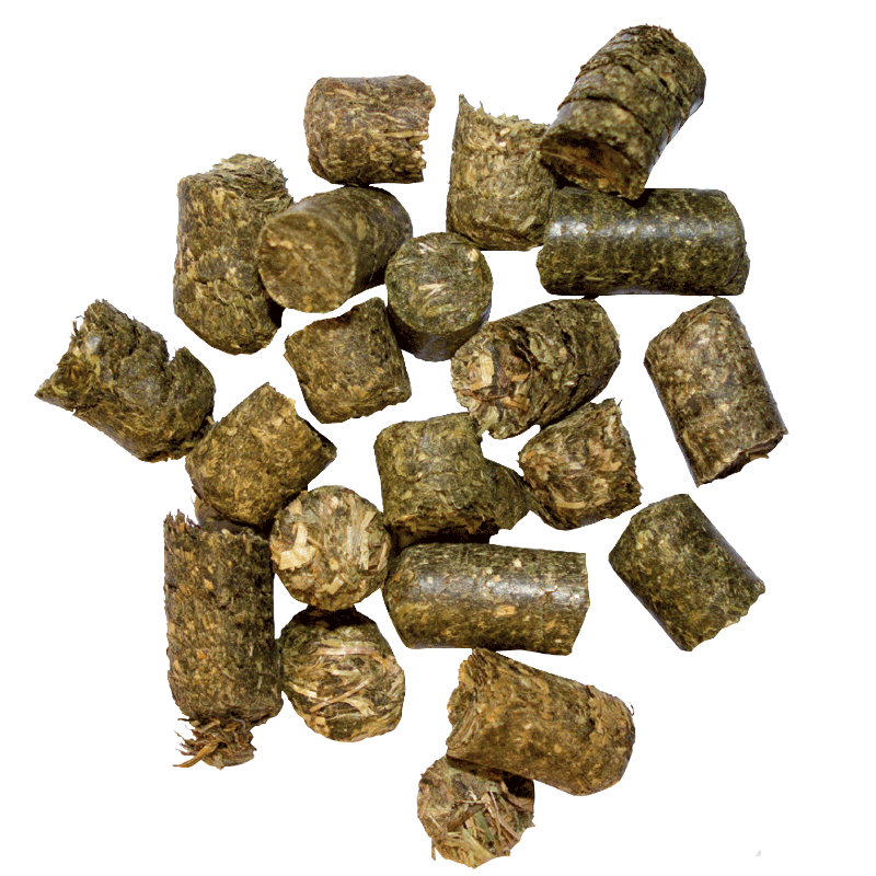 marstall Wiesen-Cobs aus dem Allgäu
